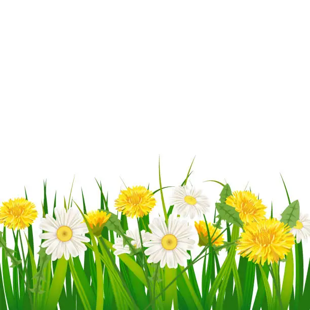 Vector illustration of Spring template background with flowers dandelions and daisies, chamomiles, grass. Vector illustration. Fresh design for posters, flyers, greeting card, invitation