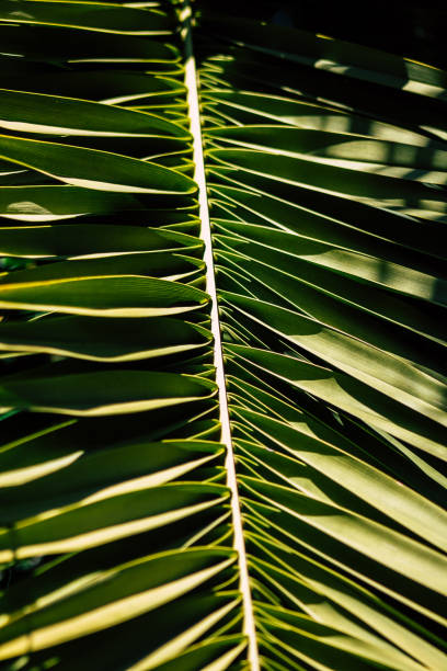 istock Colors of Israel 1208370808