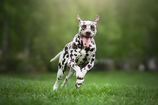 Dalmatian dog. Beautiful spring photo