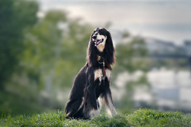 Saluki dog Saluki dog. Outdoor photography saluki stock pictures, royalty-free photos & images