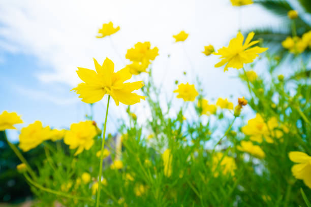 istock Yellow botanical garden against blue sky cloud 1208373176