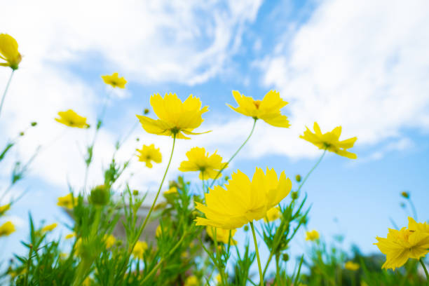 istock Yellow botanical garden against blue sky cloud 1208373187