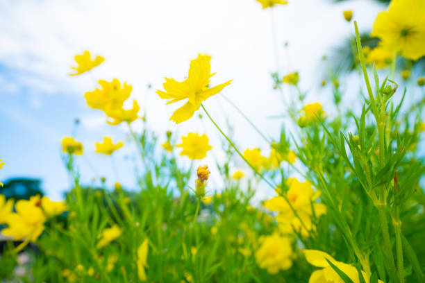 istock Yellow botanical garden against blue sky cloud 1208373740