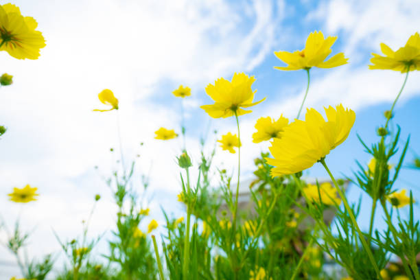istock Yellow botanical garden against blue sky cloud 1208373938
