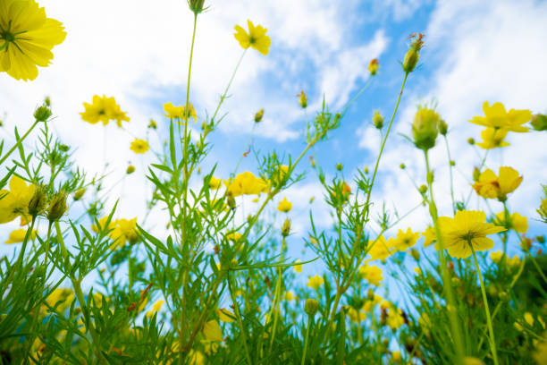 istock Yellow botanical garden against blue sky cloud 1208374068