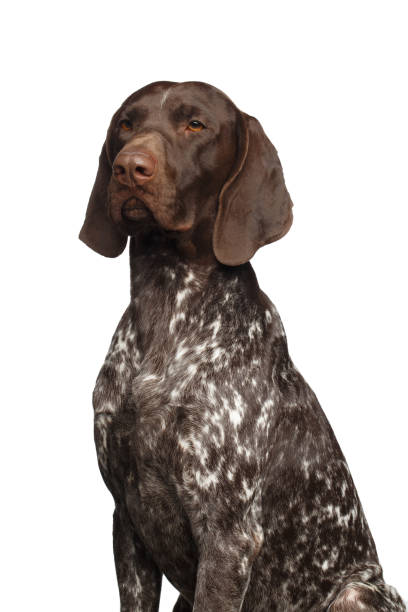 istock Potrait of German Shorthaired Pointer Dog or Kurzhaar 1208374181