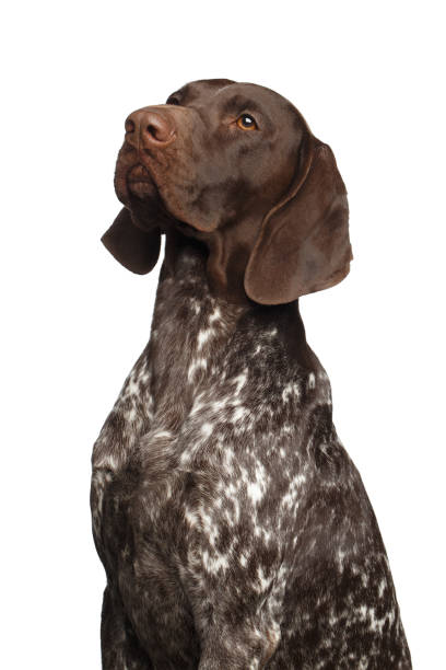 istock Potrait of German Shorthaired Pointer Dog or Kurzhaar 1208374232