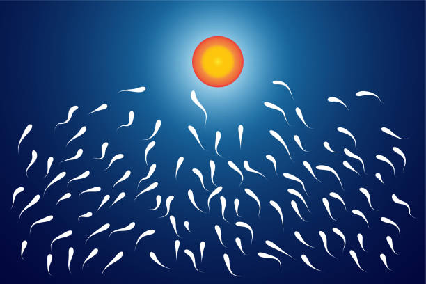 精子と卵細胞、ベクター��アイコン - human sperm eggs human egg sex点のイラスト素材／クリップアート素材／マンガ素材／アイコン素材