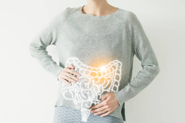 intestine visualisation on woman body Woman in casual grey clothes suffering from indigestion pain, highlighted vector visualisation of intestine blood and guts stock pictures, royalty-free photos & images
