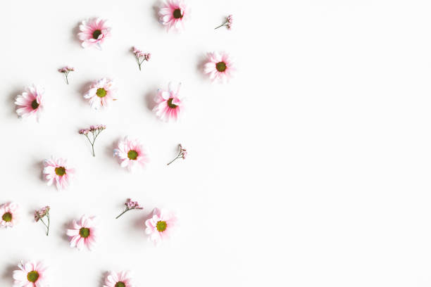 Flowers composition. Frame made of pink flowers on white background. Flat lay, top view