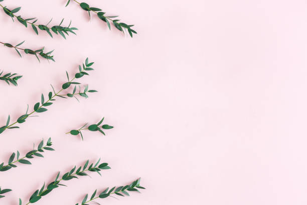 istock Flowers composition. Eucalyptus leaves on pink background. Spring concept. Flat lay, top view, copy space 1208374616