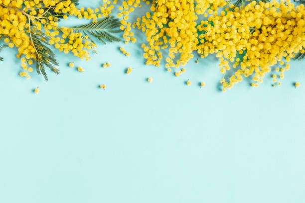 blumen zusammensetzung. mimosa blüht auf blauem hintergrund. frühlingskonzept. flachliegen, ansicht von oben - mint liquor stock-fotos und bilder