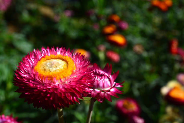 straw flower or everlasting or paper daisy flower and copy space for add text