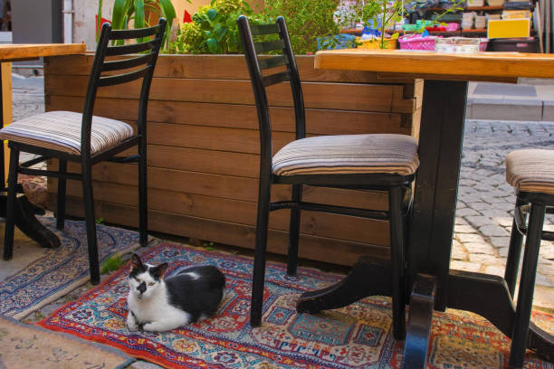 istock Uskudar Street Cat 1208377969