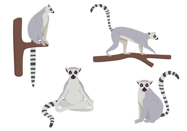wektor zestaw lemurów w różnych pozach. - lemur stock illustrations