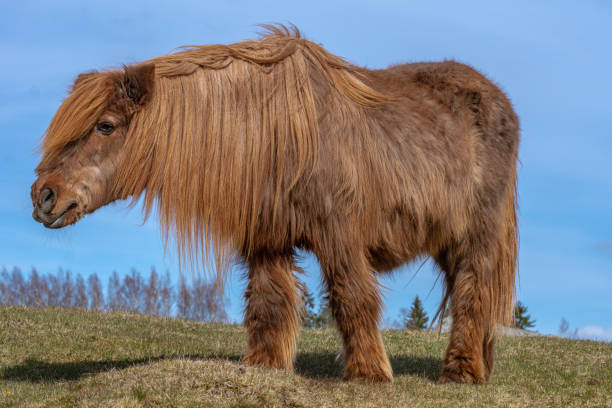 istock Very old and hairy Icelandic horse in spring sunlight 1208379105
