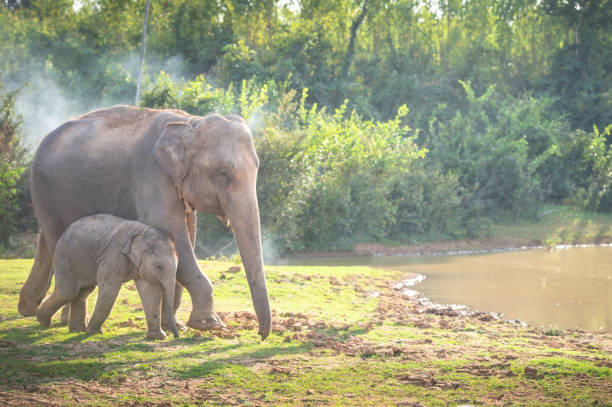 istock Elephants walking in the tropical rainforest rice field at sunrise 1208380344