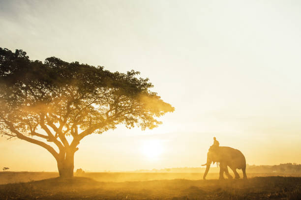 istock Elephants walking in the tropical rainforest rice field at sunrise 1208380367