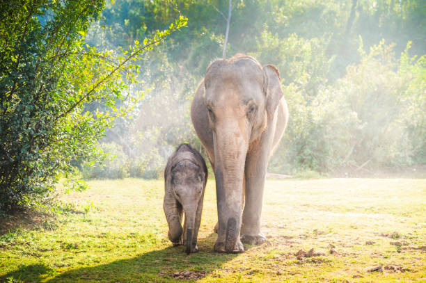 Asian Elephants, mom and calf.