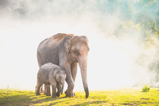28,280 Thailand Elephant Stock Photos, Pictures & Royalty-Free Images -  iStock | Thailand elephant sanctuary