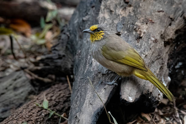 istock Close-up of Stripe-throated Bulbul on a tree trunk looking into a distance 1208380792
