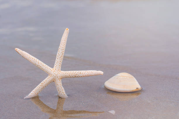 estrela-do-mar em praia de areia no verão com fundo do mar - 16192 - fotografias e filmes do acervo