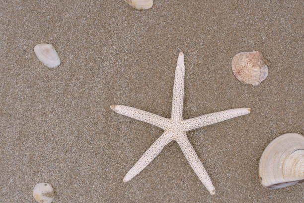 starfish on sandy beach in summer with sea background - 16191 imagens e fotografias de stock