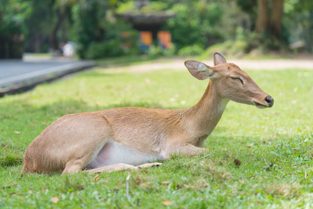 hirsche schlafen auf grünem gras im garten des zoos - 16193 stock-fotos und bilder