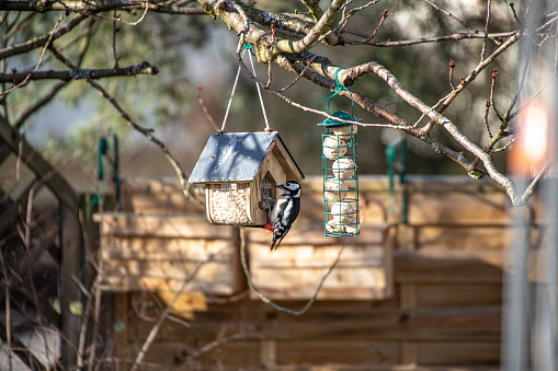Great spotted woodpecker feeding peanuts