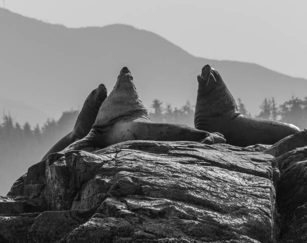 istock Roaring sea lions on a rock, Broken Islands 1208382153