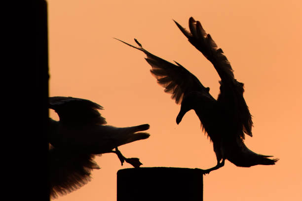 istock Seagulls in the back light of a sunrise 1208382190