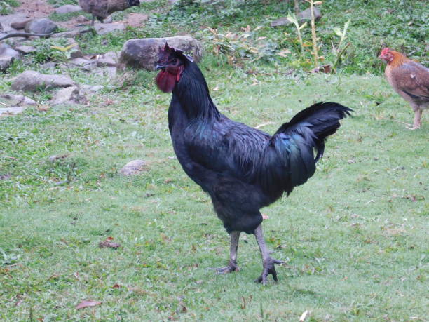 istock Rarity Rooster 1208383063
