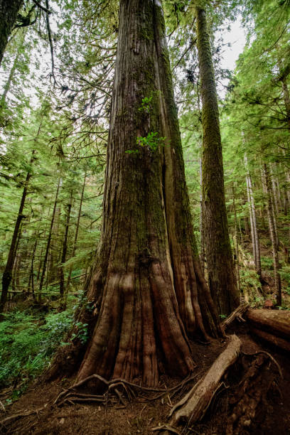 Huge Red Cedar tree in Vancouver Island Huge Red Cedar tree in Vancouver Island, North-America, Canada, British Colombia, August 2015 port renfrew stock pictures, royalty-free photos & images