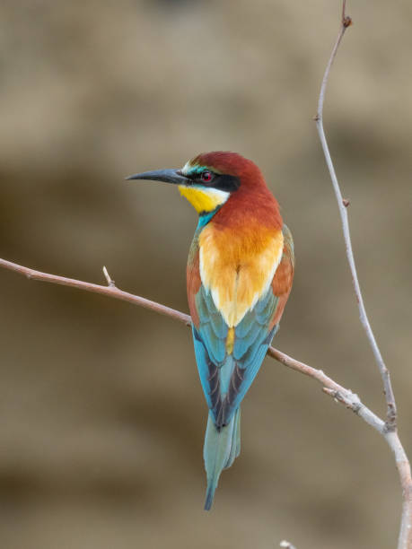istock European Bee-eater, beautiful colored bird sitting on a twig, Merops apiaster 1208383502