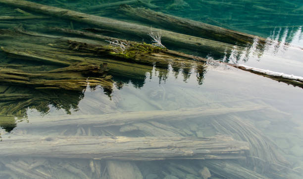 istock Submersed trunks in the Garibaldi Lake 1208385101