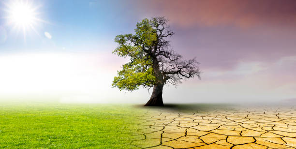 istock Climate change - landscape with dry earth, Meadow and oak tree 1208385122