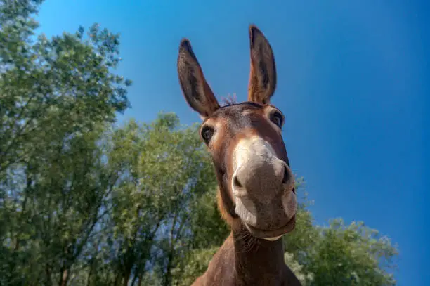 Close up shot of a donkey head