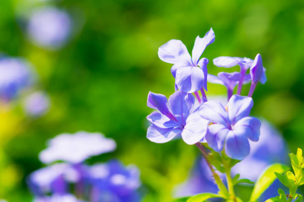 istock Closeup nature blue Verbena flower 1208385192