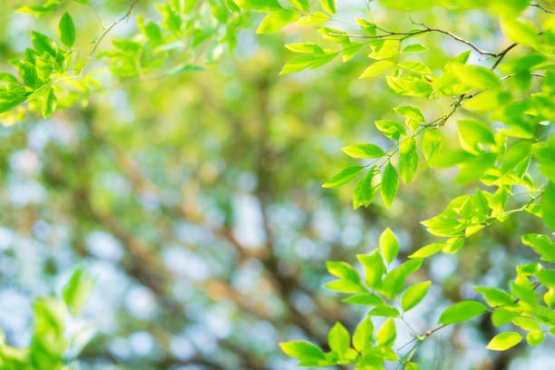 Closeup nature view of green leaf on sunlight with copy space using as background concept