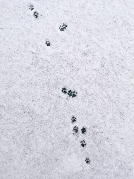 istock Cat tracks in freshly fallen snow. Minimalism in nature. 1208385376