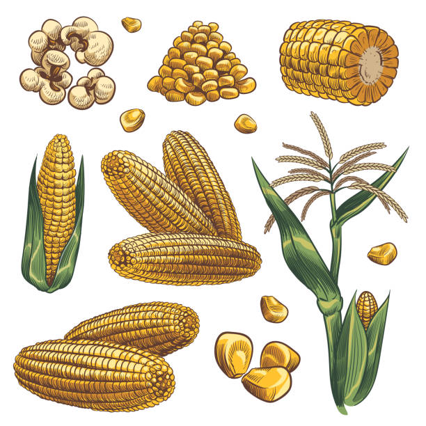 ilustraciones, imágenes clip art, dibujos animados e iconos de stock de maíz dibujado a mano. plantas de maíz de cereales, mazorca de maíz y granos alimentos vegetarianos, diseño para el embalaje de comida rápida, cartel del menú, conjunto vectorial de boceto de banner - corn corn crop corn on the cob isolated