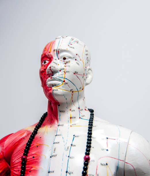 istock human body in anatomy laboratory 1208386910