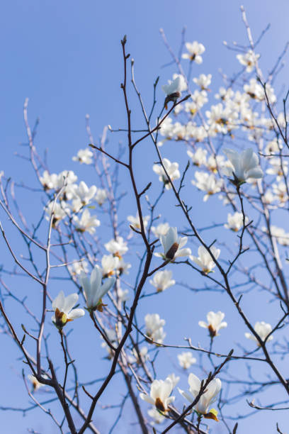 belles fleurs blanches de magnolia sur un arbre dans le ciel bleu. - spring magnolia flower sky photos et images de collection