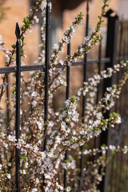 istock Branches of a blossoming bushes on a garden background. 1208387631