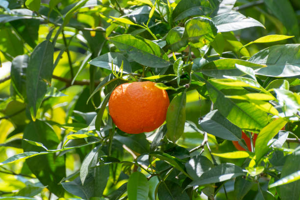 istock Ingredient for tea and aroma oils, citrus fruit bergamot hanging on evergreen tree 1208387896