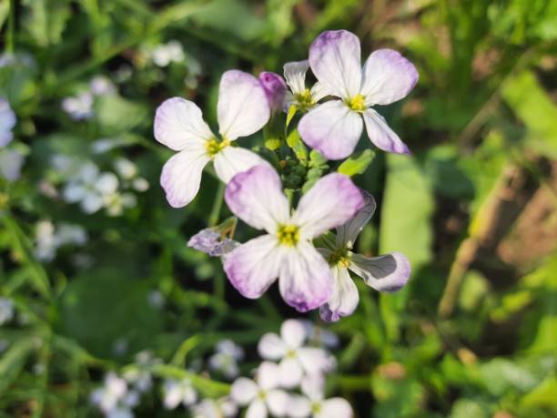 istock Close up radish flower after spring season. 1208388478