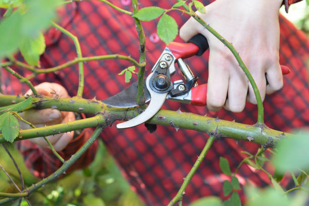 istock Gardener  hands with garden pruning scissors pruning climbing roses. 1208389401