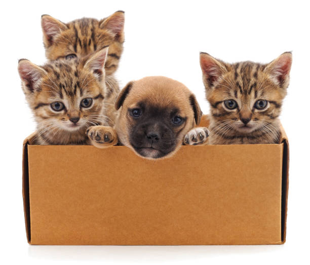 istock Kittens and puppy in a box. 1208390226