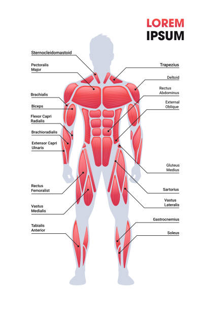 illustrazioni stock, clip art, cartoni animati e icone di tendenza di maschio sistema muscolare bordo struttura del corpo umano mappa muscolare a figura intera spazio copia verticale - latissimus dorsi illustrations