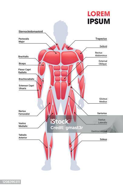 Male Muscular System Board Human Body Structure Muscle Map Full Length Vertical Copy Space Stock Illustration - Download Image Now